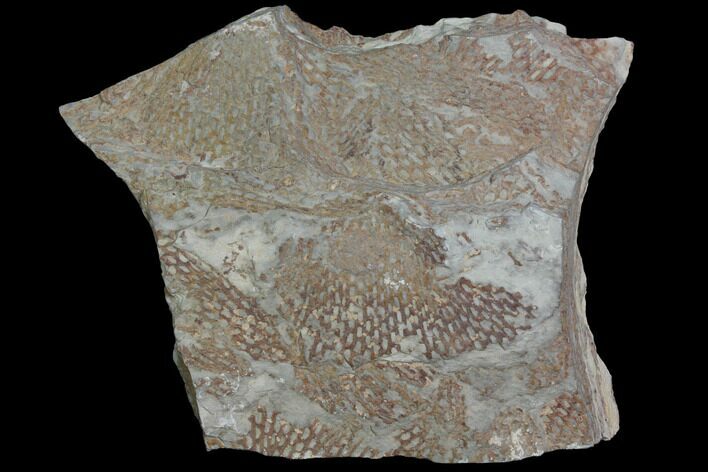 Ordovician, Fossil Graptolite (Araneograptus) Plate - Morocco #116748